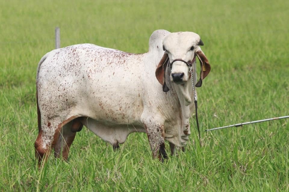 Ganado Cebú en Rancho La Victoria CX
