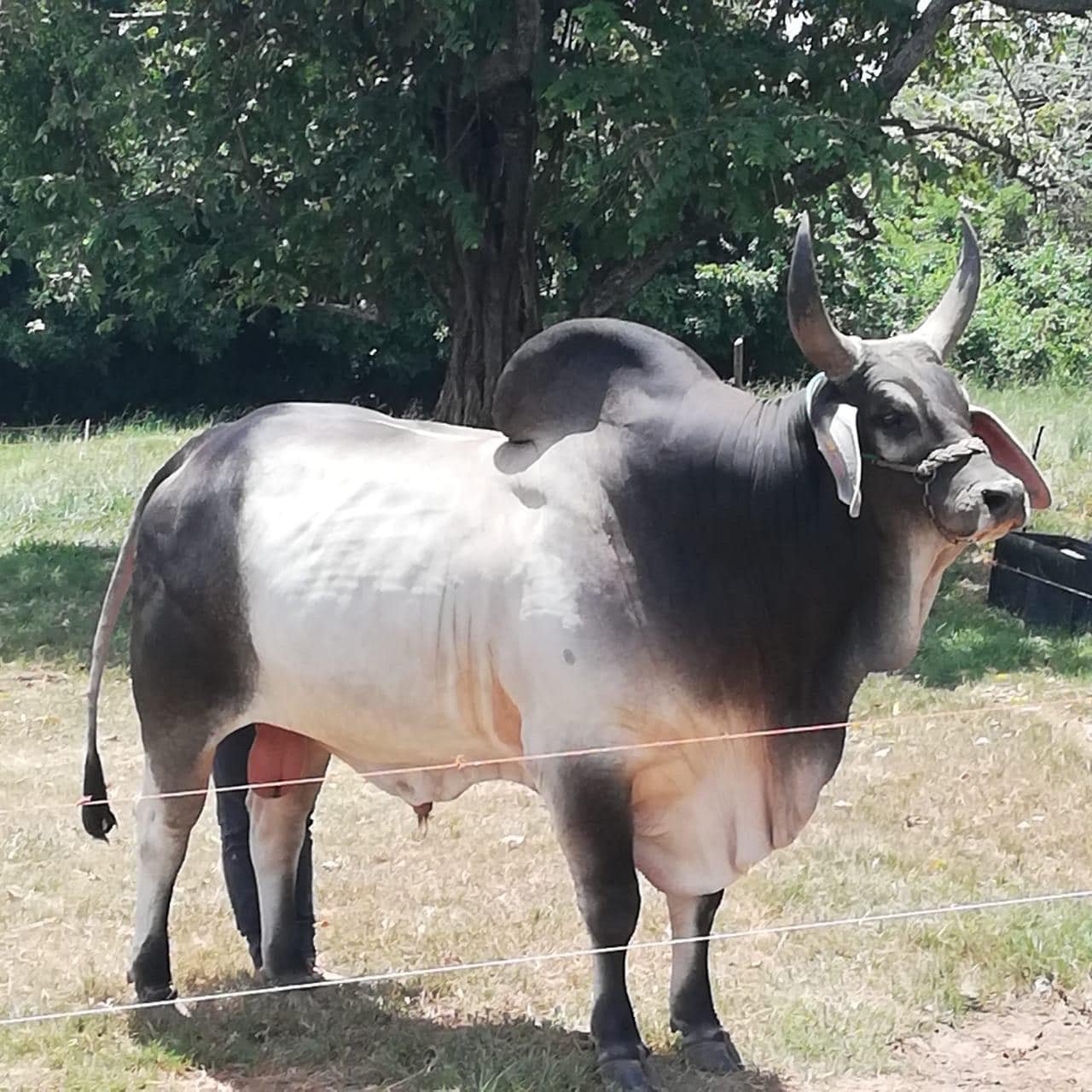 Toro Productivo CX