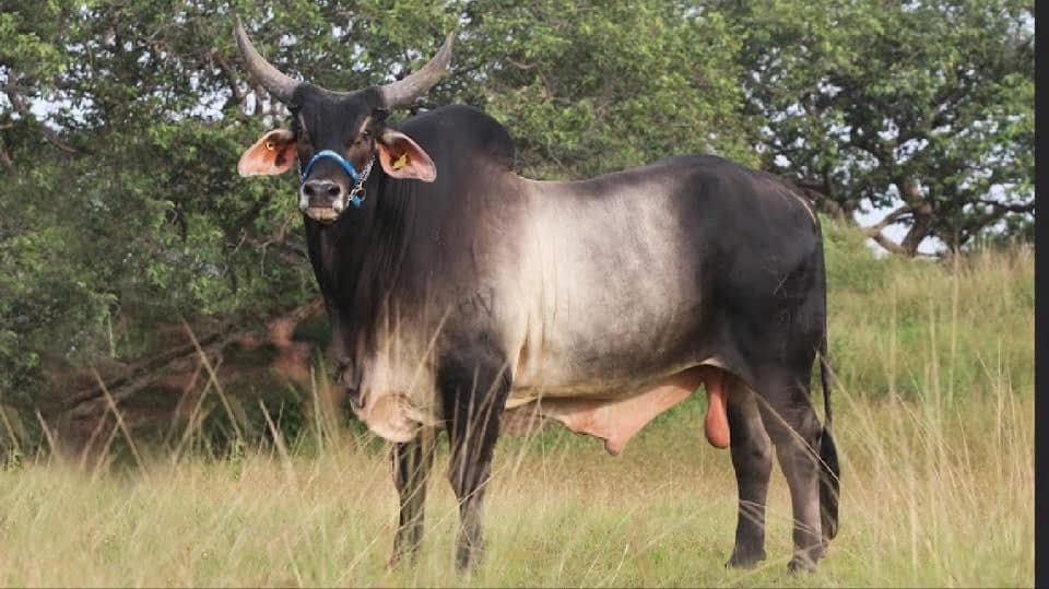 Semental Brahman élite La Victoria CX