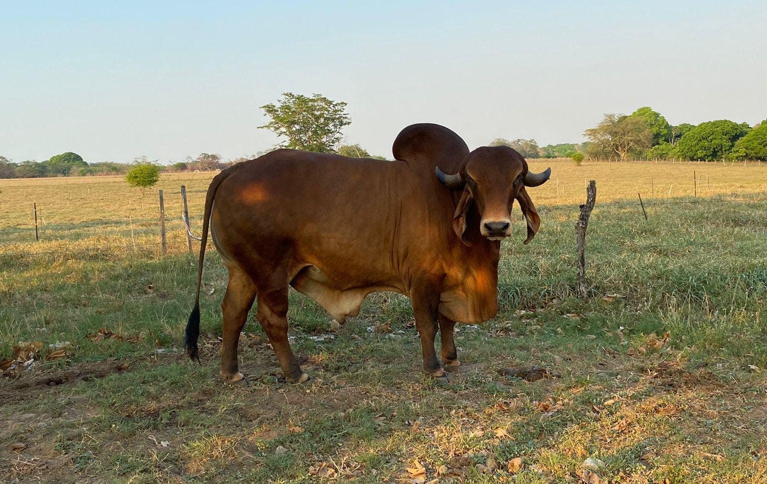 Ganado Cebú en Rancho La Victoria CX