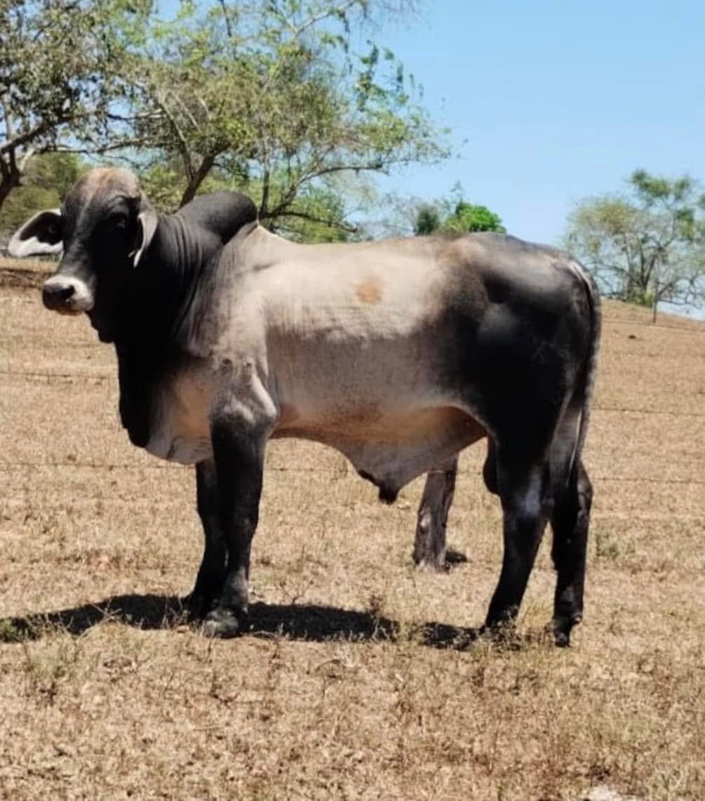 Ganado Cebú en Rancho La Victoria CX