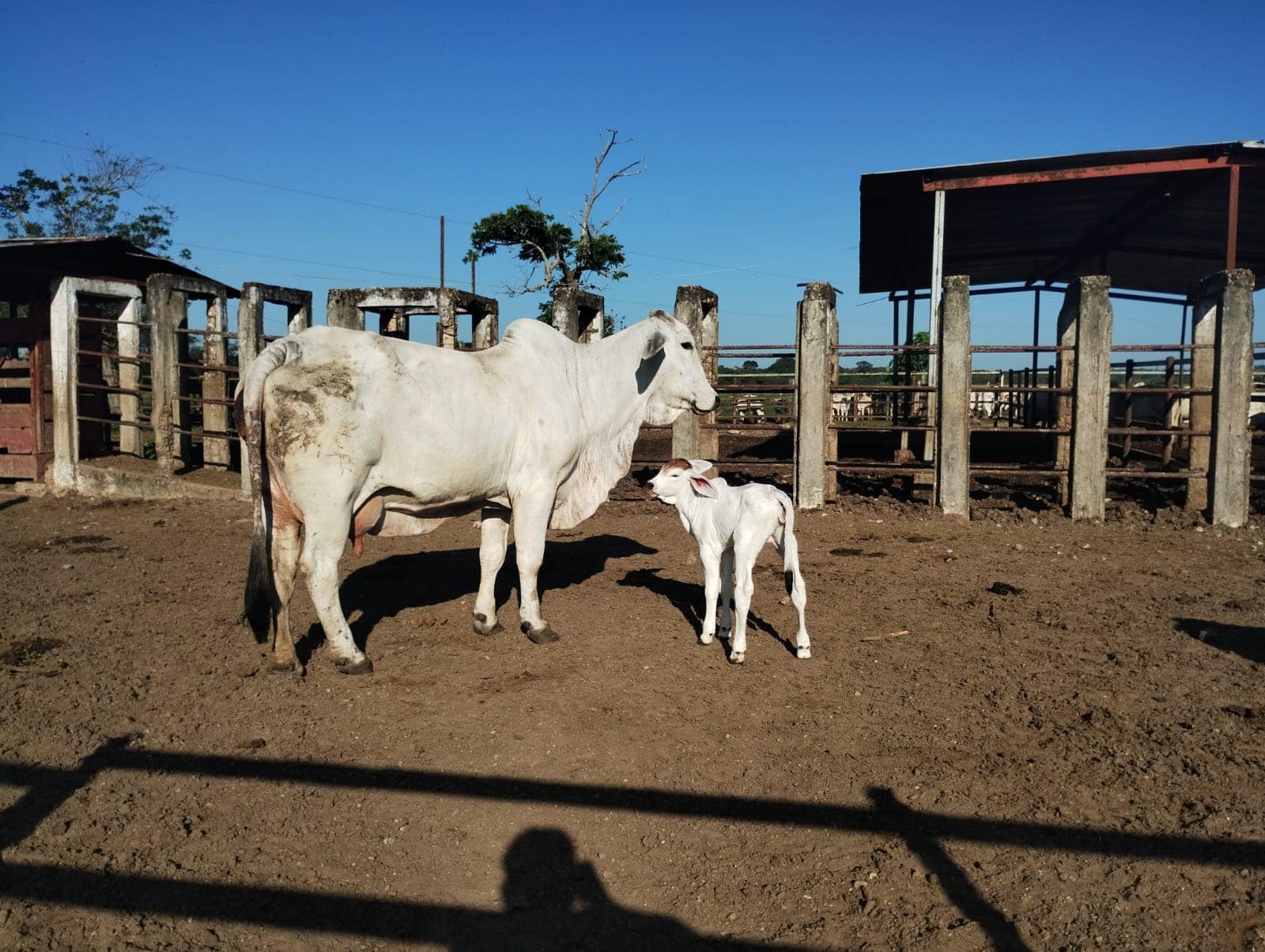 Ganado Cebú en Rancho La Victoria CX