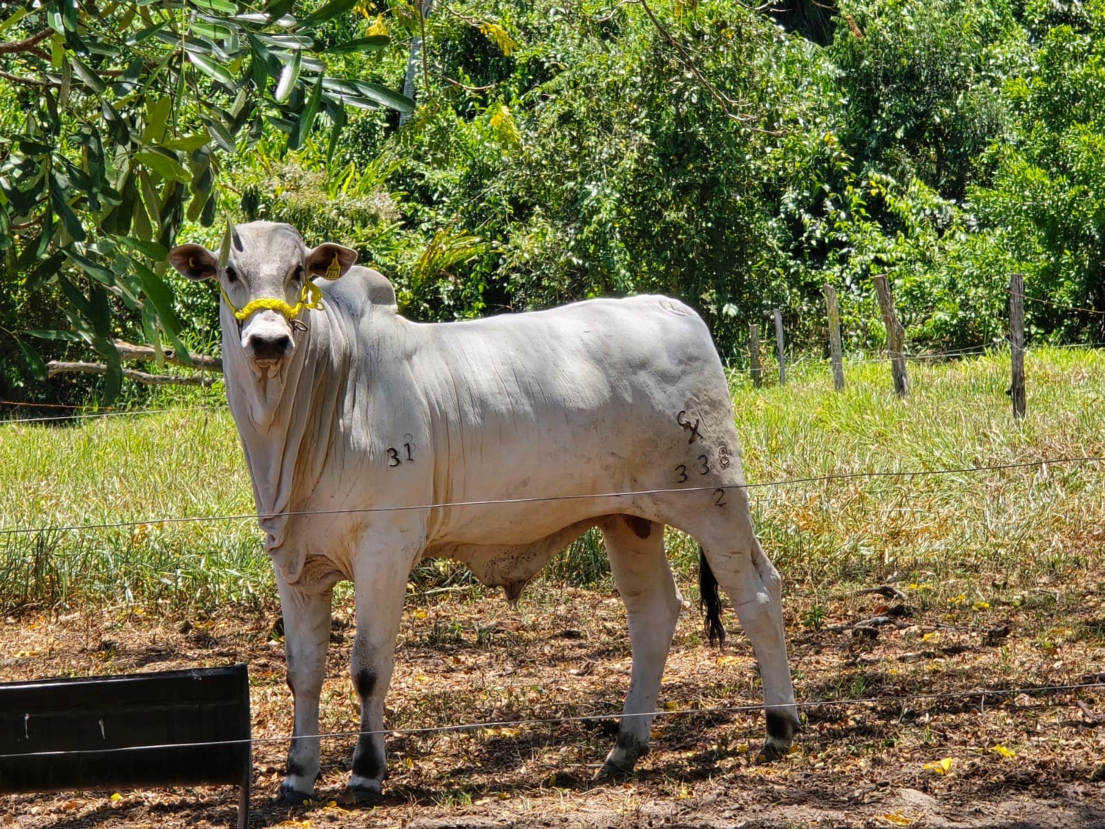 Pasturas regenerativas Rancho La Victoria CX