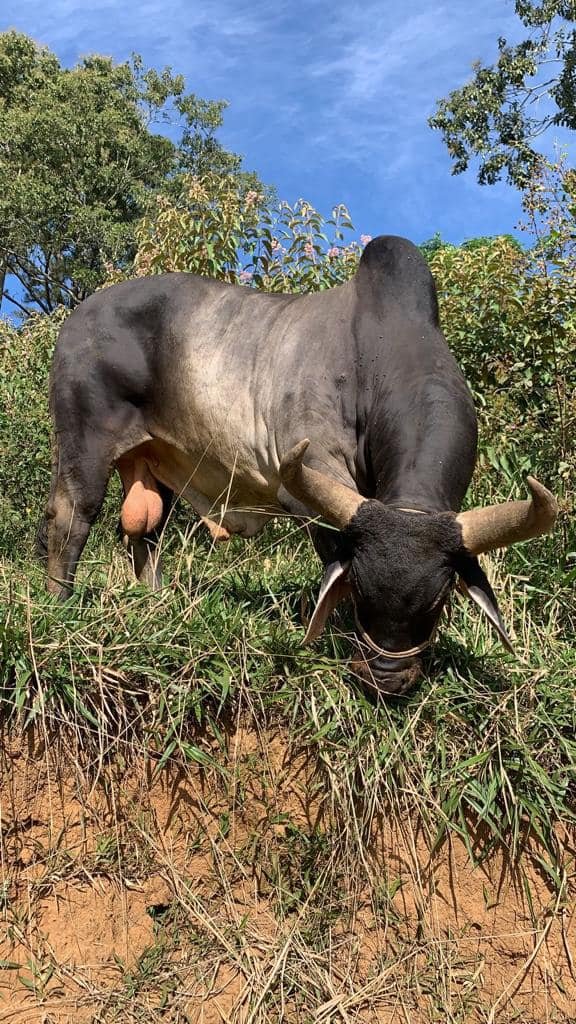 Ganado Cebú en Rancho La Victoria CX