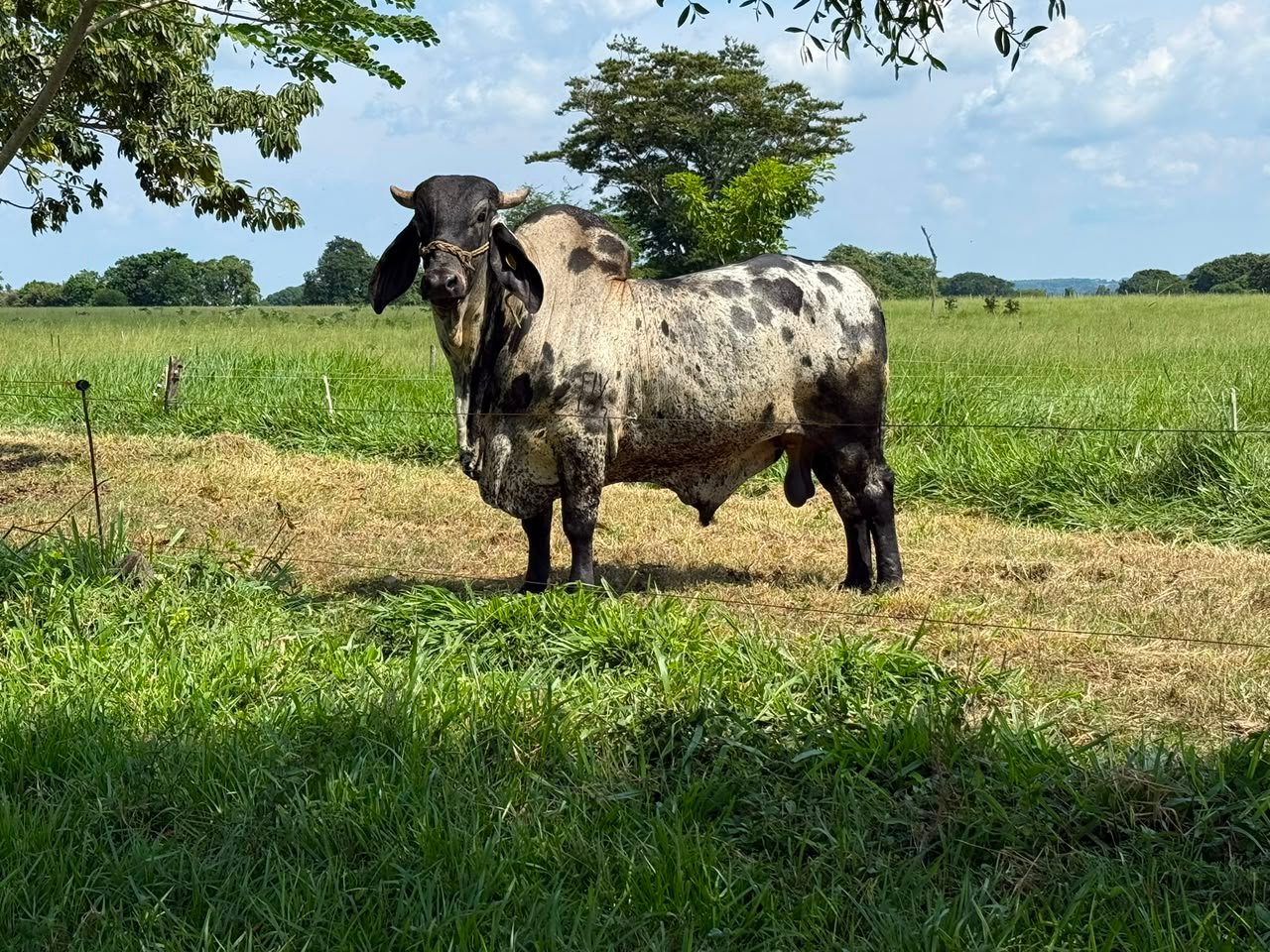 Sardo Negro