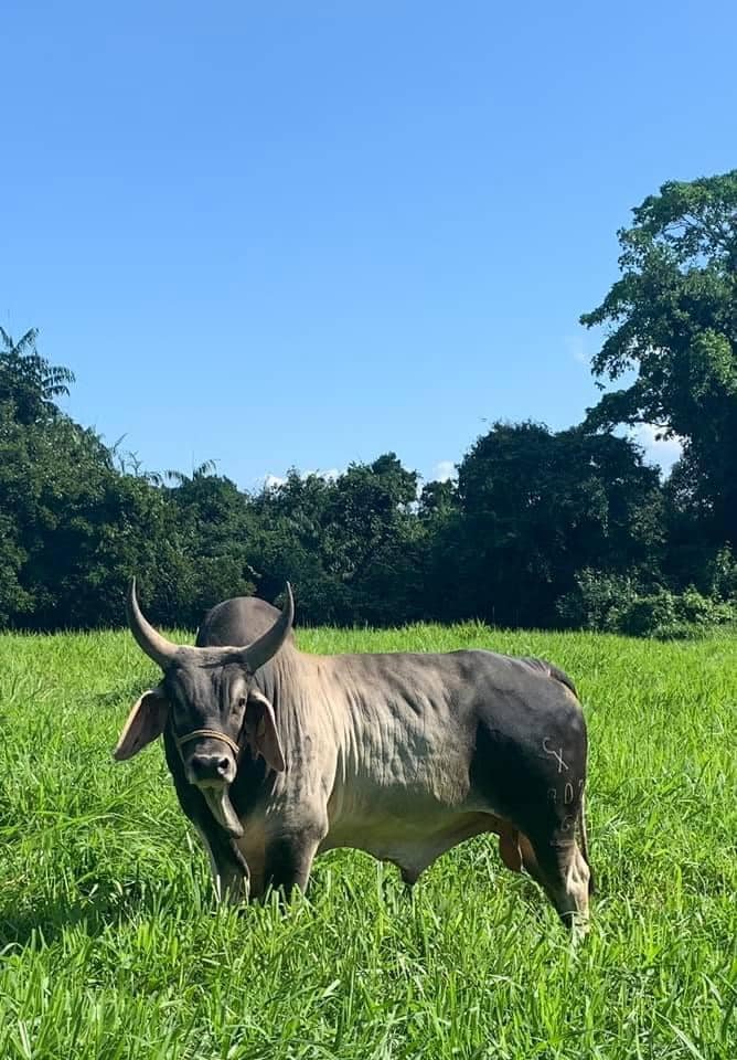 Ganado Cebú en Rancho La Victoria CX